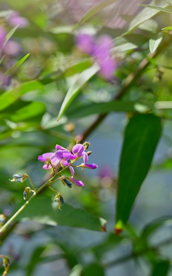 Nikon Z50II + TAMRON 90mm F/2.8 Di III MACRO VXD
