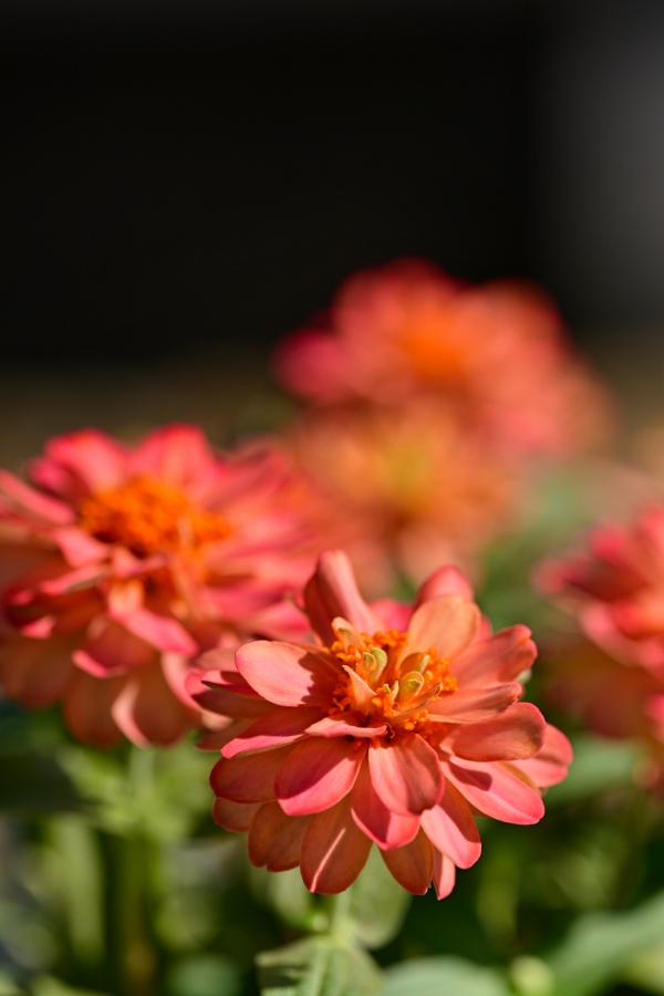 Nikon Z50II + TAMRON 90mm F/2.8 Di III MACRO VXD