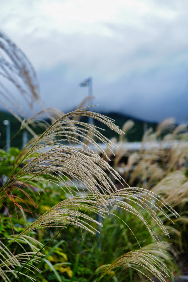 SONY α7CR + FE 24-50mm F2.8 G