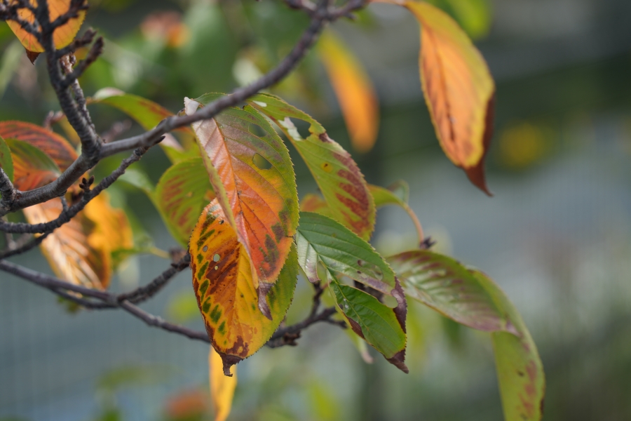 SONY α7CR + TAMRON 28-200mm F/2.8-5.6 Di III RXD