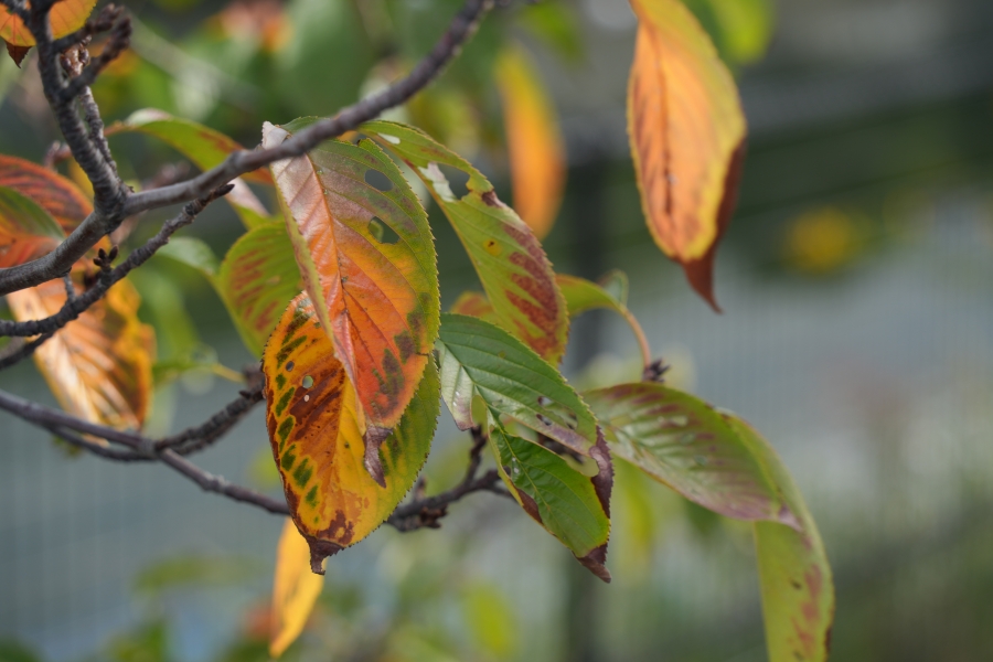 SONY α7CR + TAMRON 28-200mm F/2.8-5.6 Di III RXD