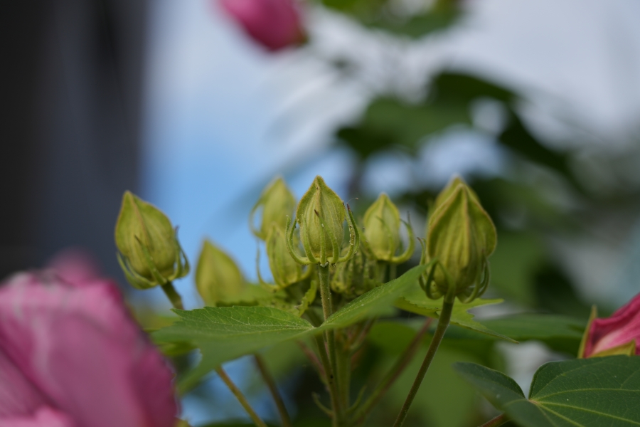 SONY α7CR + TAMRON 28-200mm F/2.8-5.6 Di III RXD