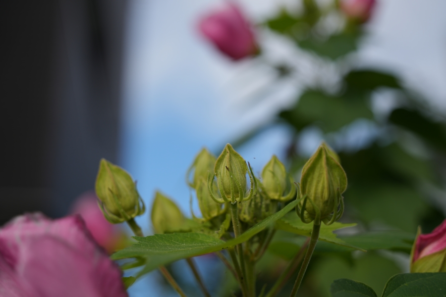 SONY α7CR + TAMRON 28-200mm F/2.8-5.6 Di III RXD