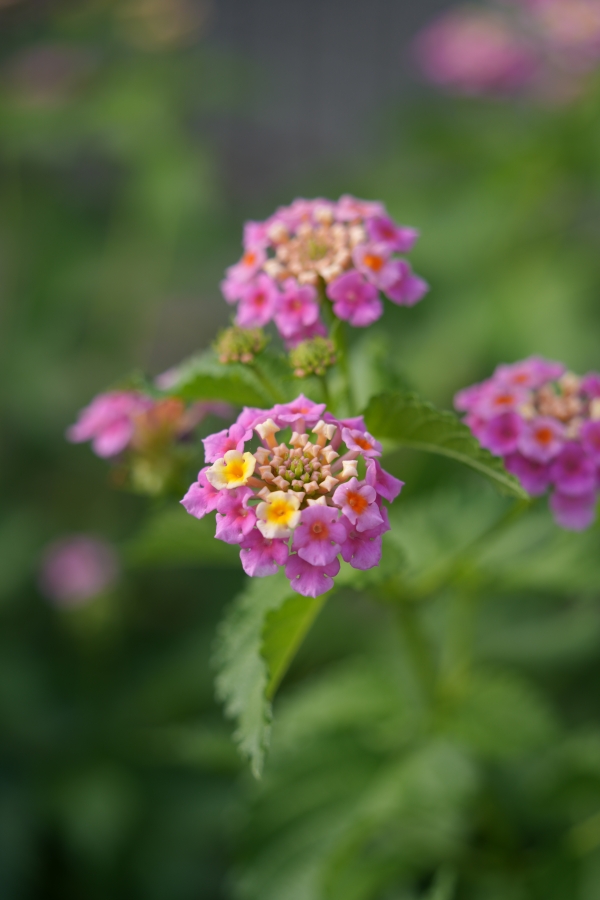 SONY α7CR + TAMRON 28-200mm F/2.8-5.6 Di III RXD