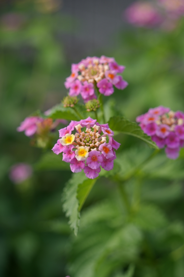 SONY α7CR + TAMRON 28-200mm F/2.8-5.6 Di III RXD