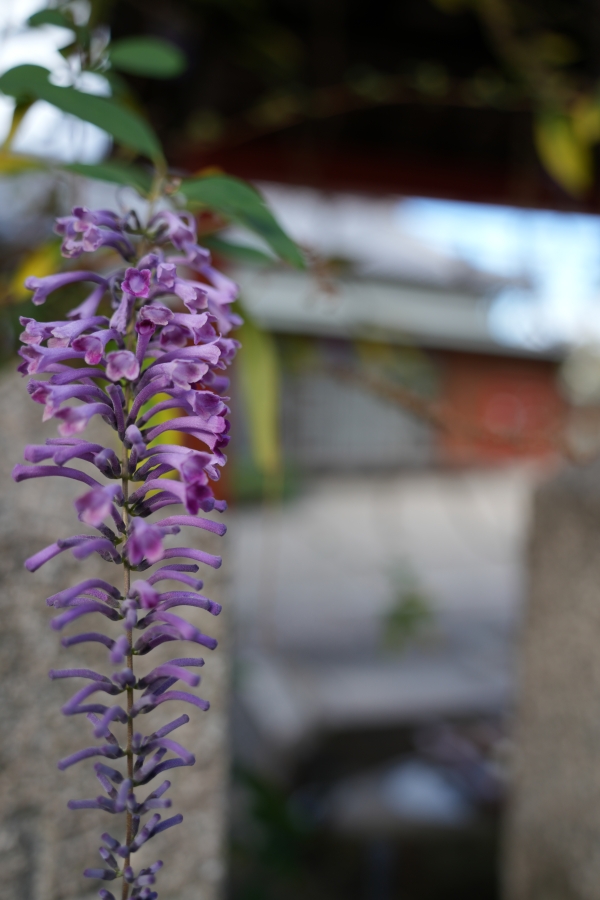 SONY α7CR + TAMRON 28-200mm F/2.8-5.6 Di III RXD
