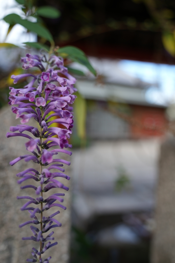 SONY α7CR + TAMRON 28-200mm F/2.8-5.6 Di III RXD