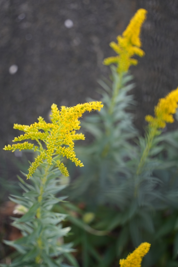 SONY α7CR + TAMRON 28-200mm F/2.8-5.6 Di III RXD