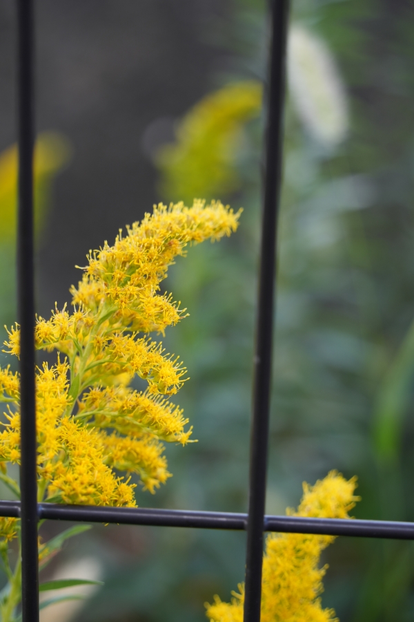 SONY α7CR + TAMRON 28-200mm F/2.8-5.6 Di III RXD