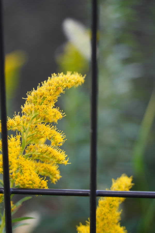 SONY α7CR + TAMRON 28-200mm F/2.8-5.6 Di III RXD