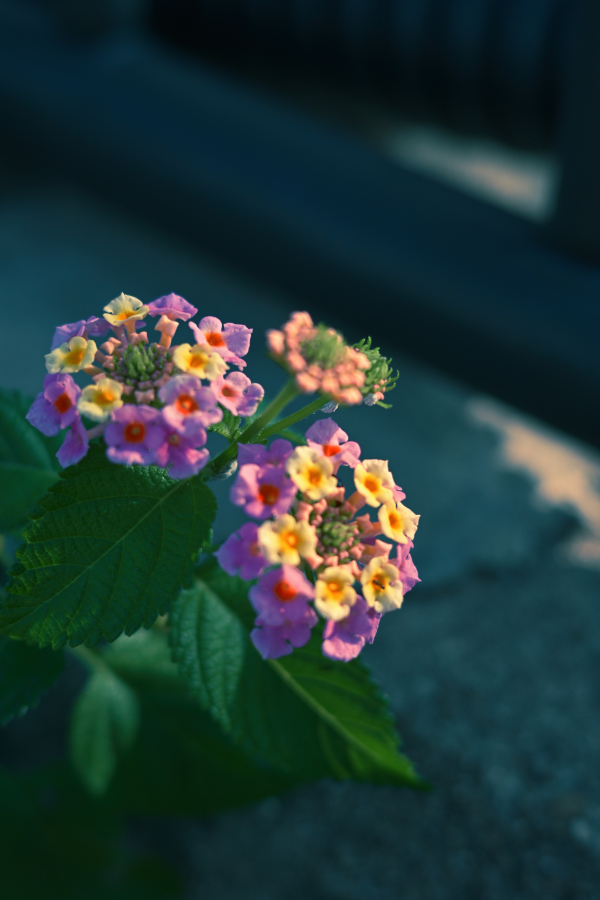 Nikon Z50II + NIKKOR Z 40m f/2