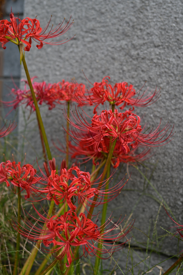 Nikon Z50II + NIKKOR Z 40m f/2