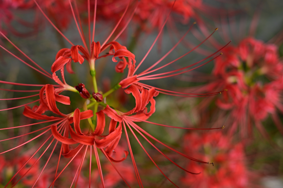 Nikon Z50II + NIKKOR Z 40m f/2