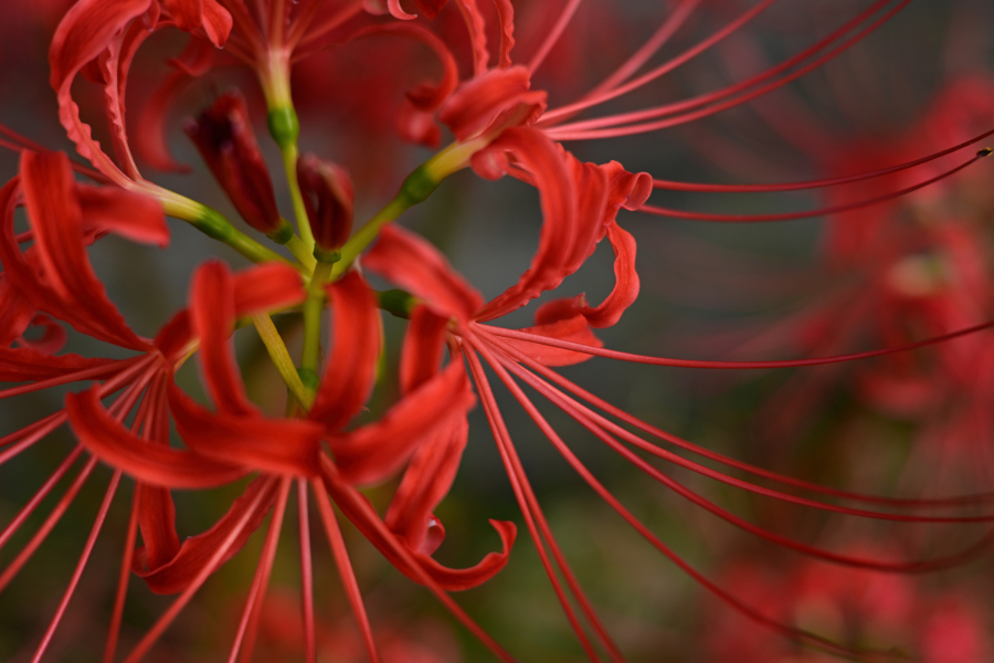 Nikon Z50II + NIKKOR Z 40m f/2