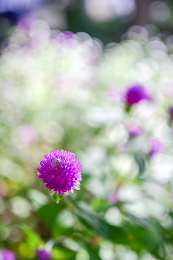 Nikon Z50II + NIKKOR Z DX 24mm f/1.7