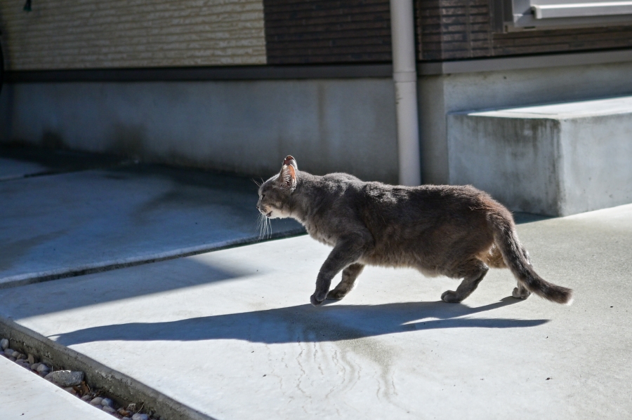 Nikon Z50II + NIKKOR Z DX 24mm f/1.7