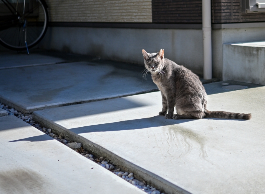 Nikon Z50II + NIKKOR Z DX 24mm f/1.7