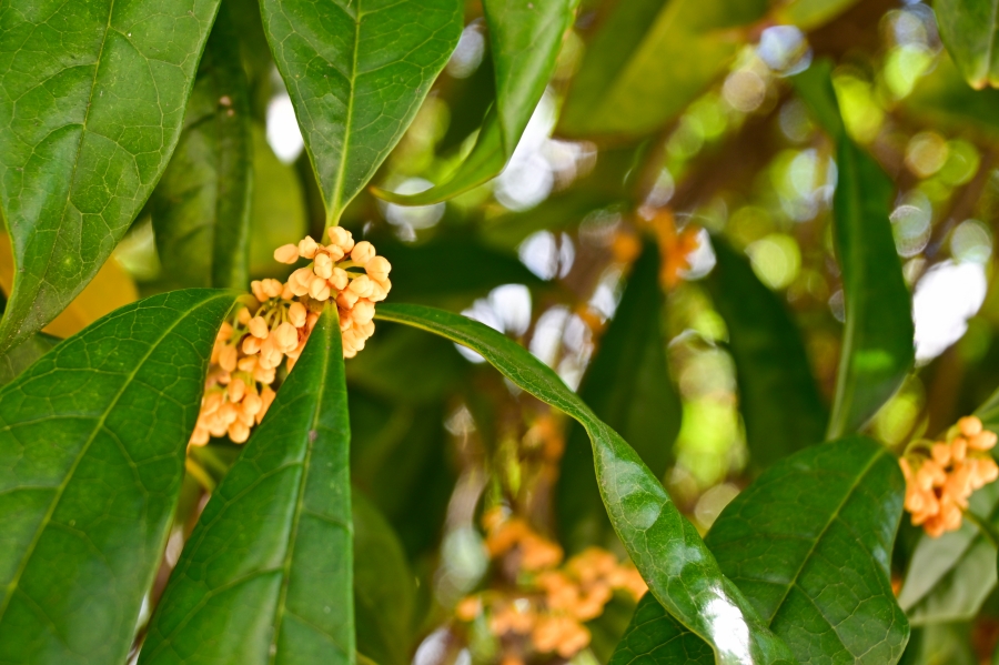 Nikon Z50II + NIKKOR Z DX 16-50mm f/3.5-6.3 VR