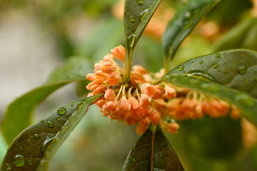 Nikon Z50II + NIKKOR Z DX MC 35mm f/1.7