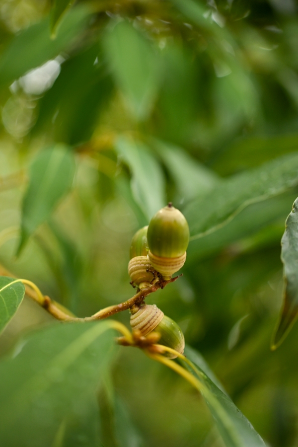 Nikon Z50II + NIKKOR Z DX MC 35mm f/1.7