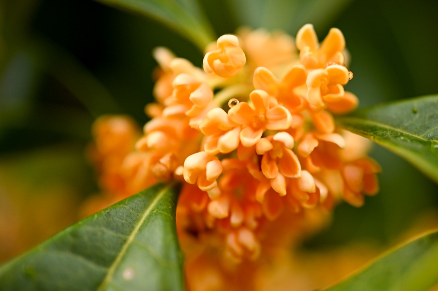 Nikon Z50II + NIKKOR Z DX MC 35mm f/1.7