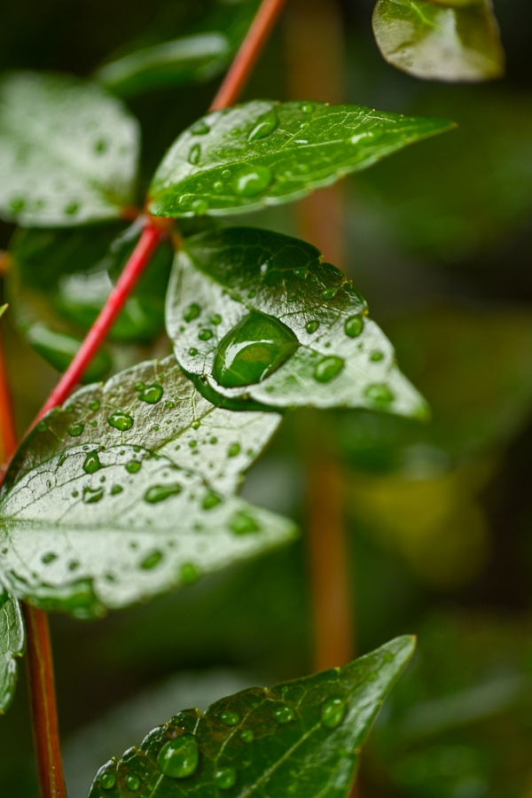 Nikon Z50II + NIKKOR Z DX MC 35mm f/1.7