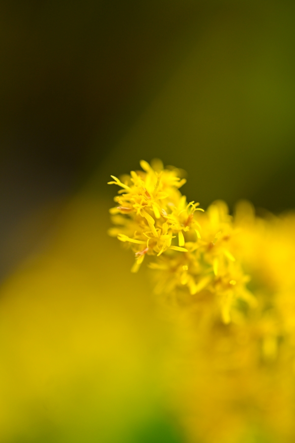 Nikon Z50II + NIKKOR Z DX MC 35mm f/1.7