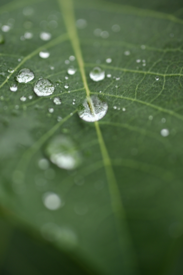 Nikon Z50II + NIKKOR Z DX MC 35mm f/1.7