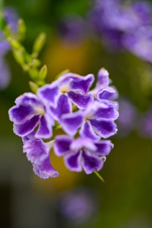 Nikon Z50II + NIKKOR Z DX MC 35mm f/1.7