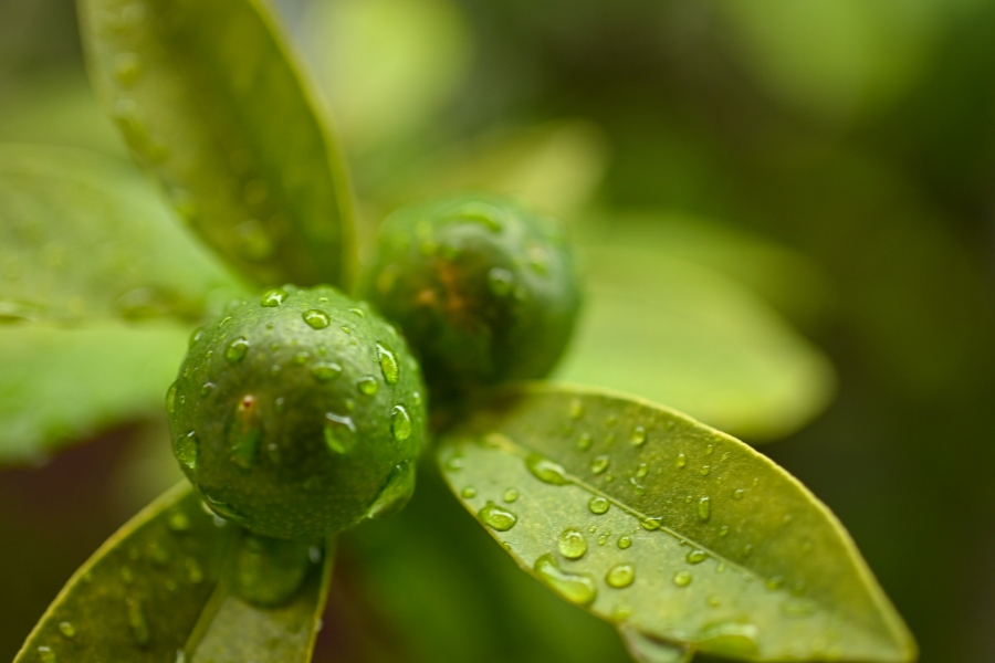 Nikon Z50II + NIKKOR Z DX MC 35mm f/1.7