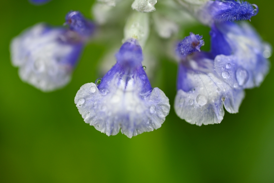 Nikon Z50II + NIKKOR Z DX MC 35mm f/1.7