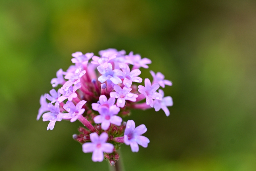 Nikon Z50II + NIKKOR Z DX MC 35mm f/1.7