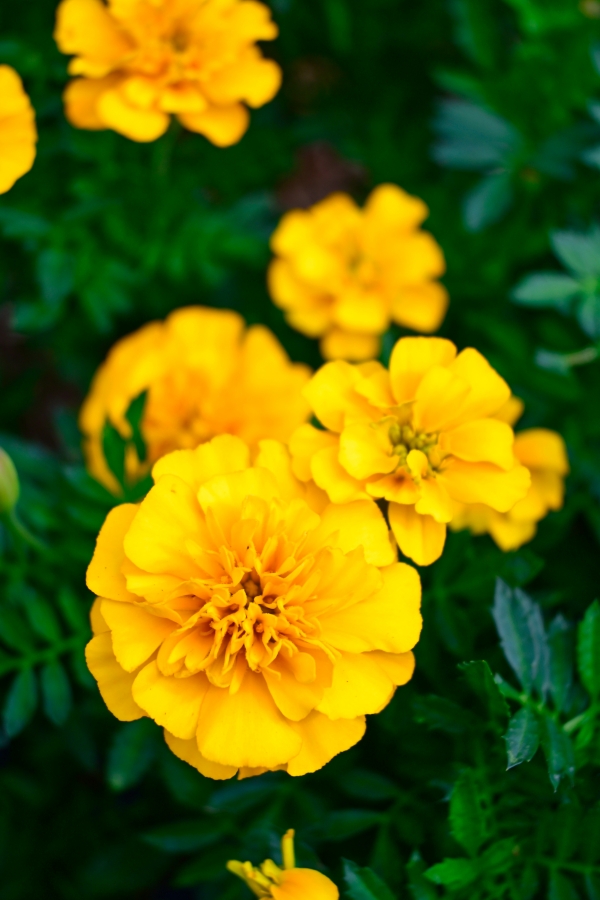 Nikon Z50II + NIKKOR Z DX 16-50mm f/3.5-6.3 VR