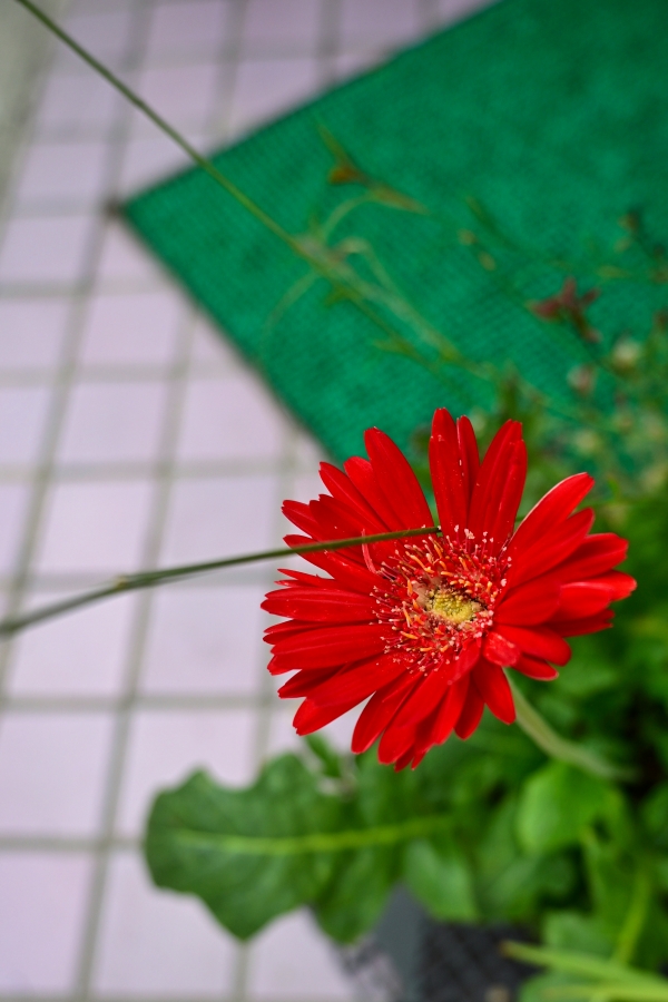 Nikon Z50II + NIKKOR Z DX 16-50mm f/3.5-6.3 VR