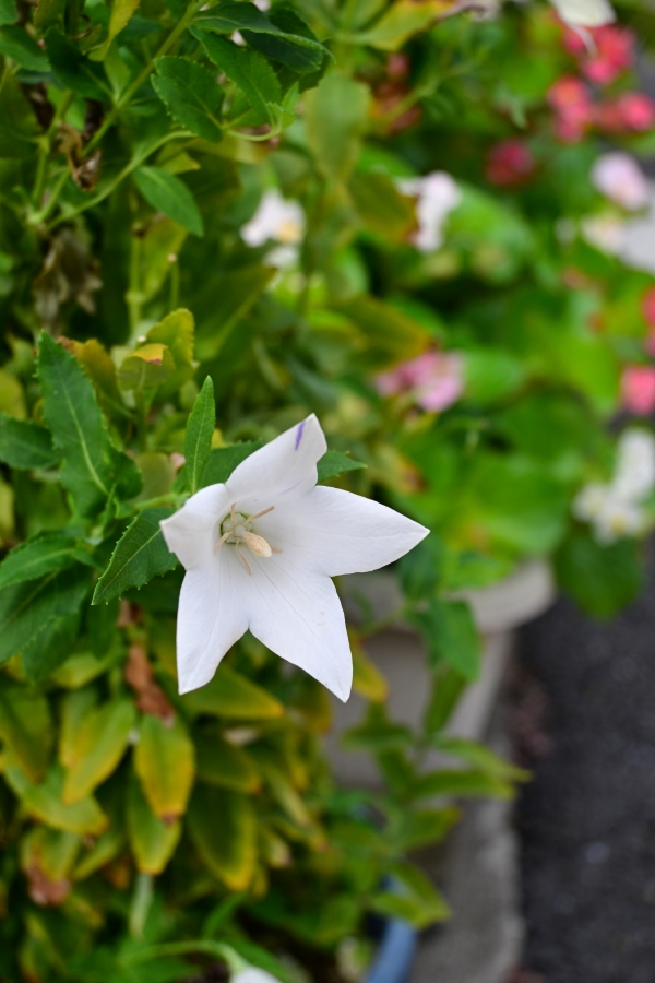 Nikon Z50II + NIKKOR Z DX 16-50mm f/3.5-6.3 VR
