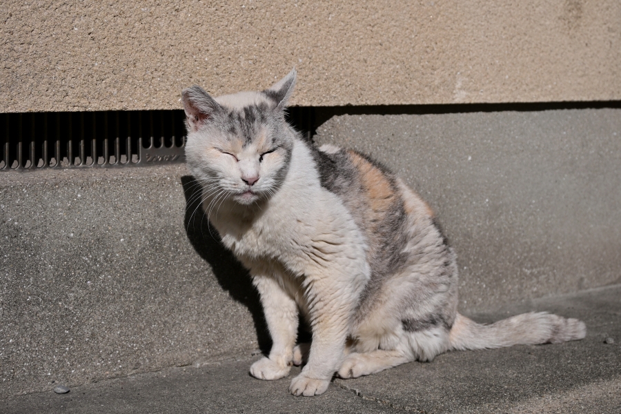 Nikon Z50II + NIKKOR Z DX 16-50mm f/3.5-6.3 VR