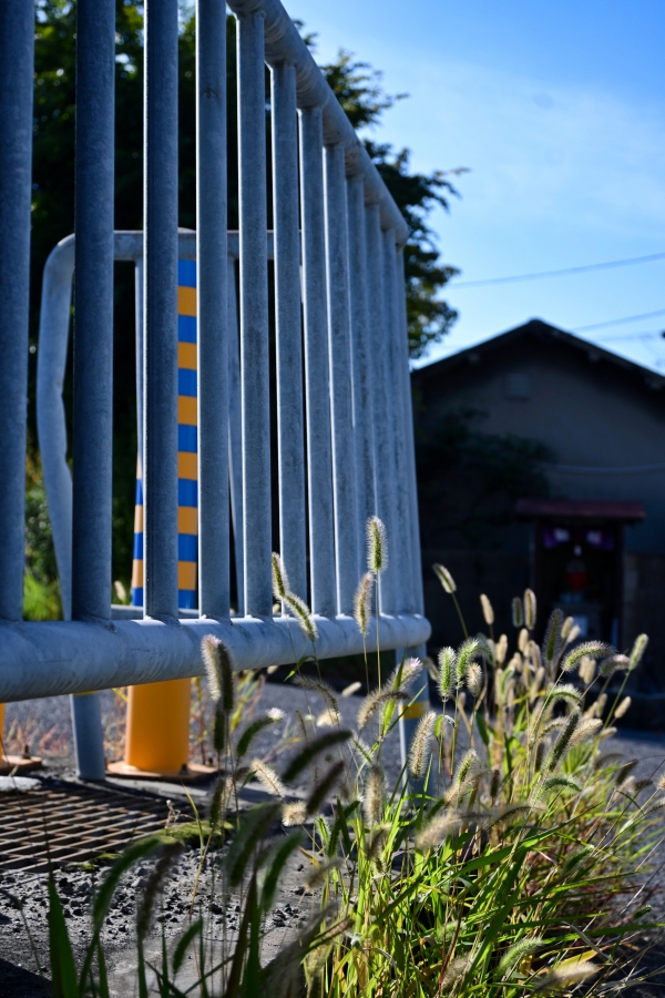 Nikon Z50II + NIKKOR Z DX 16-50mm f/3.5-6.3 VR