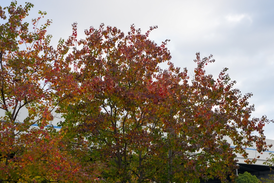 SONY α1 II + FE 24-50mm F2.8 G