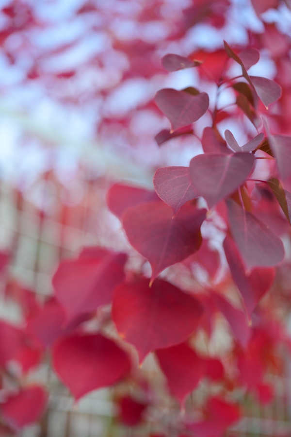 SONY α1 II + FE 24-50mm F2.8 G