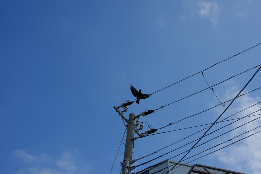 SONY α1 II + FE 24-50mm F2.8 G