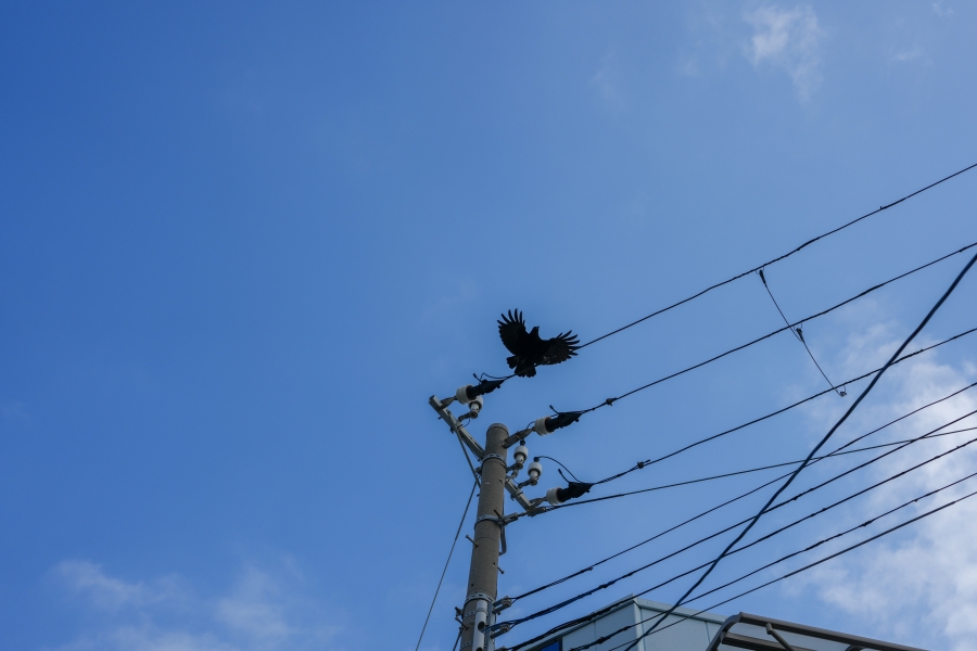 SONY α1 II + FE 24-50mm F2.8 G