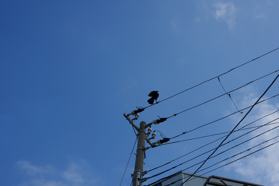 SONY α1 II + FE 24-50mm F2.8 G