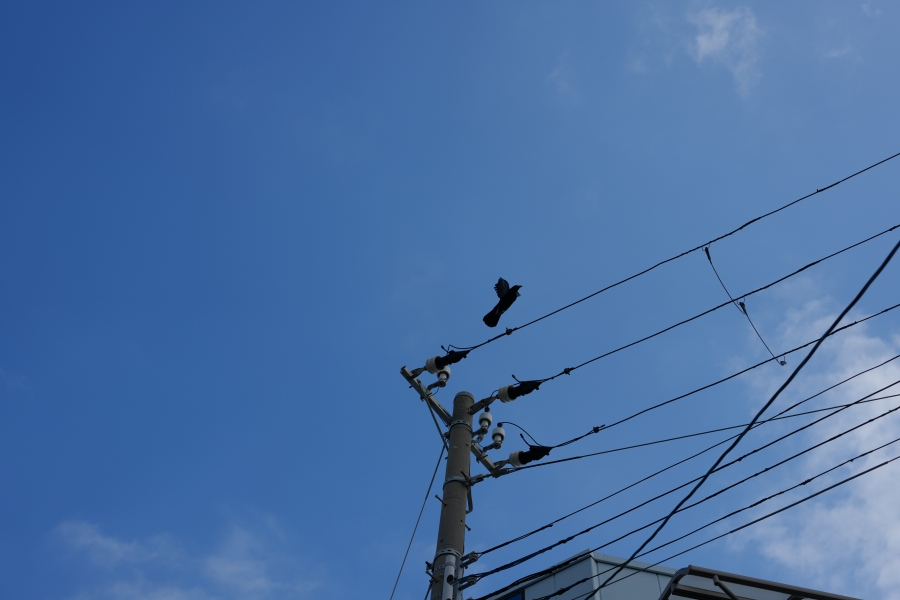 SONY α1 II + FE 24-50mm F2.8 G