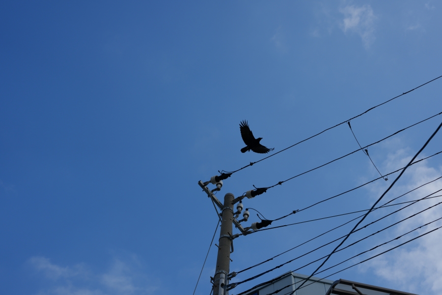 SONY α1 II + FE 24-50mm F2.8 G