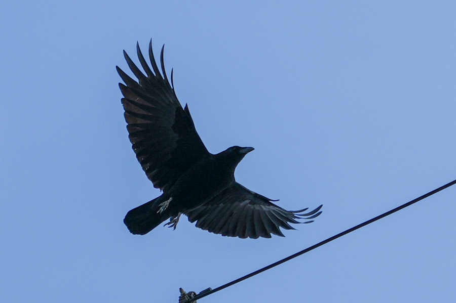 SONY α1 II + FE 24-50mm F2.8 G