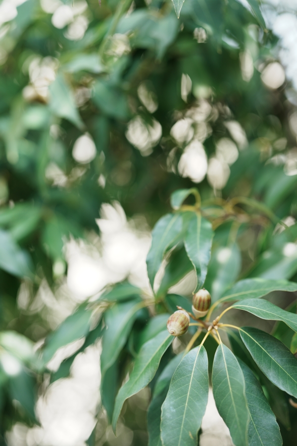 SONY α1 II + FE 50mm F1.4 GM