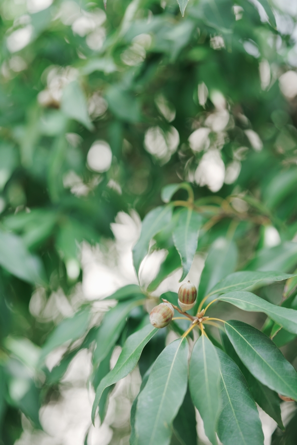 SONY α1 II + FE 50mm F1.4 GM