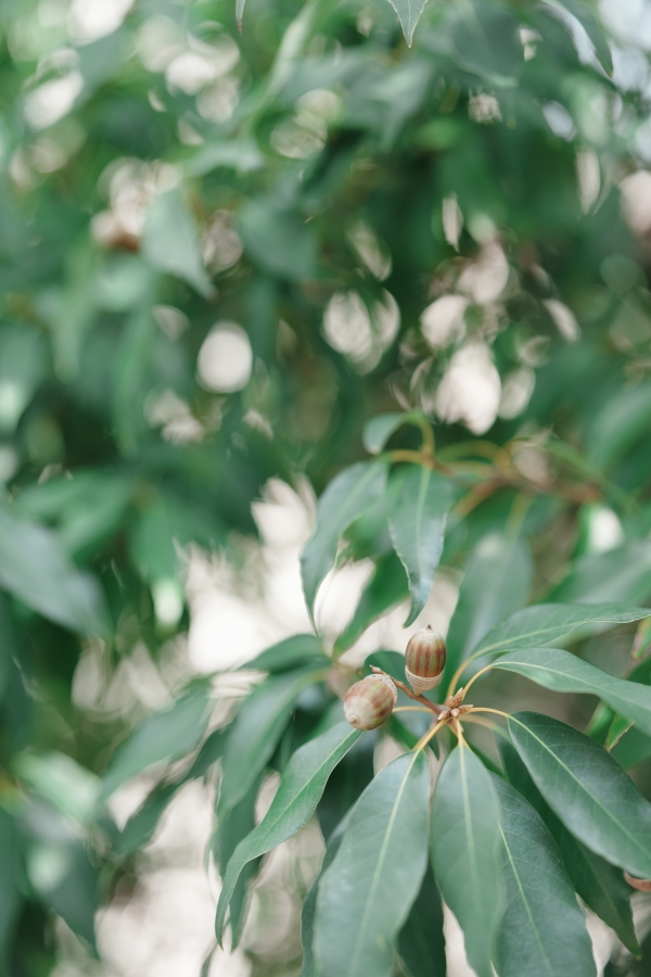 SONY α1 II + FE 50mm F1.4 GM