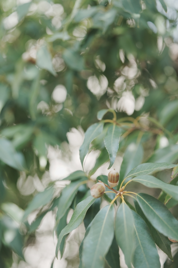 SONY α1 II + FE 50mm F1.4 GM