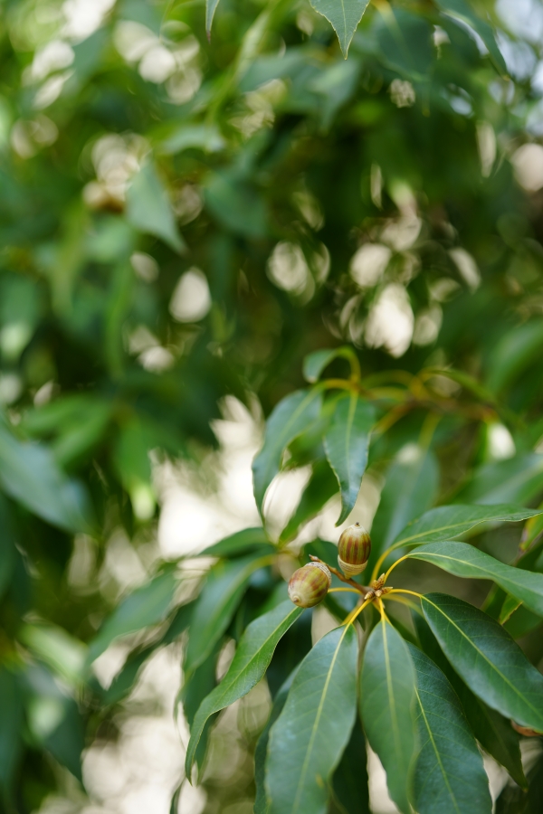 SONY α1 II + FE 50mm F1.4 GM